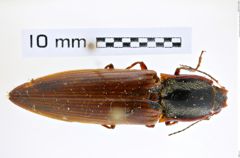 Foto (Dorsalansicht) von Semiotus cristatus (Candèze, 1874) (NHMW-ZOO-COL-0008224)